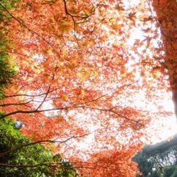 武藏野 8家度假短租房