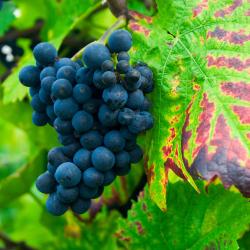 埃施 4家带停车场的酒店