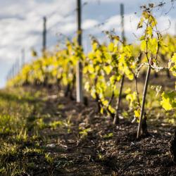 圣斯泰法诺贝尔博 5家带泳池的酒店