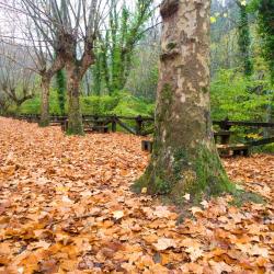 奥瓦尔科德瓦尔德奥拉斯 4家宠物友好酒店