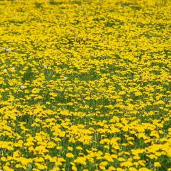 策拉-梅利斯 9家乡村别墅