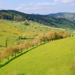 帕尔斯贝格 7家宠物友好酒店