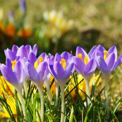 塞尔瓦堡 3家宠物友好酒店