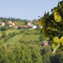 P&ouml;llauberg 11家住宿