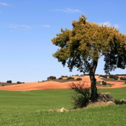 布龙查莱斯 4家宠物友好酒店