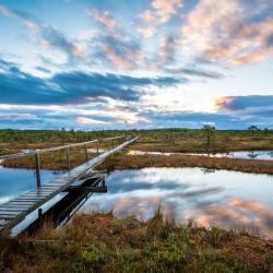 J&otilde;geva 3家宠物友好酒店