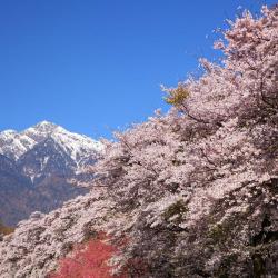 甲府 5家民宿