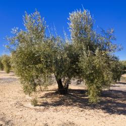 巴尼奥斯德莱恩西纳 22家住宿