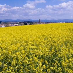 圣朱利亚德维拉托 3家带泳池的酒店