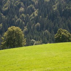 阿尔戈伊地区洛伊特基希 11家别墅