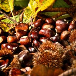 拉马斯特尔 12家宠物友好酒店