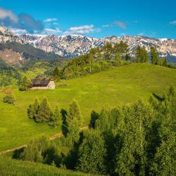米奥修德萨斯 20家宠物友好酒店