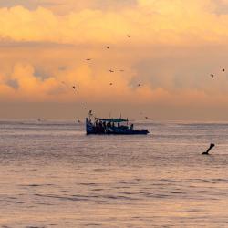 科泽科德 197家住宿
