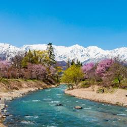 白马村 4家度假村