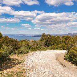 蓬塔阿拉 30家宠物友好酒店