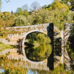 阿拉力兹 20家宠物友好酒店