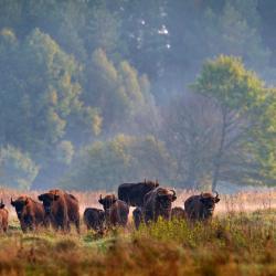 比亚沃维耶扎 46家自助式住宿