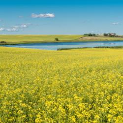 斯威夫特卡伦特 4家带泳池的酒店