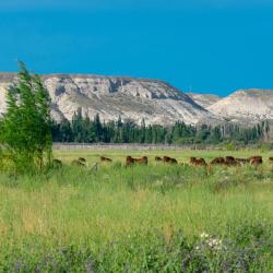 特雷利乌 75家自助式住宿