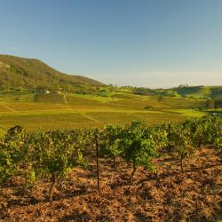 塞斯诺克 61家住宿