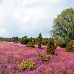 施内沃丁根 137家住宿