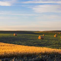 迪金森 9家带泳池的酒店