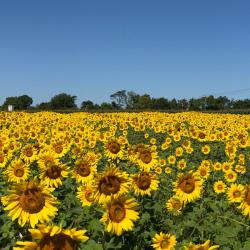梅森 5家带热水浴缸的酒店