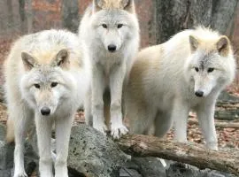 Aux 3 Loups