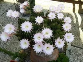 Il Giardino Roccioso