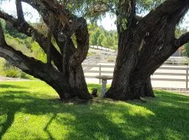 Equestrian Farm Stay