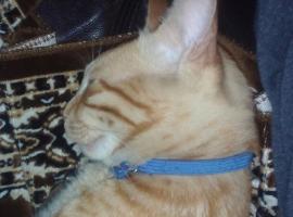 Maya Stepanov，位于贝特谢梅什的酒店