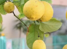 Il Giardino Dei Limoni