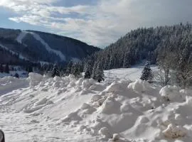 Les feignes cerfdoré