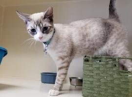Cats Luv Us Boarding Hotel，位于尼古湖的酒店