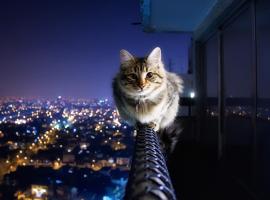 Cats Luv Us Boarding Hotel，位于尼古湖的酒店