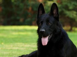 Kolonna，位于雷泽克内的酒店