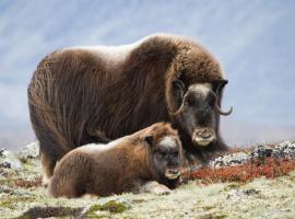 Basecamp Frich`s Hjerkinn，位于Hjerkinn的青旅