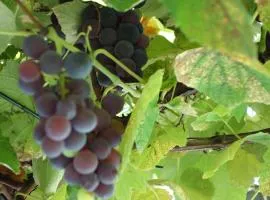 Das Weinberghaus