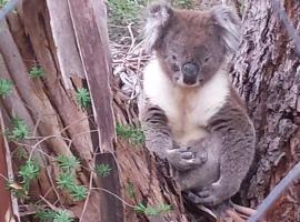 Stringybark Hills Retreat，位于Mylor的住宿加早餐旅馆