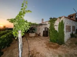 Ecological Vineyard House