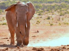 Addo Elephant Safari Lodge - Bellevue Forest Reserve，位于帕特森的酒店