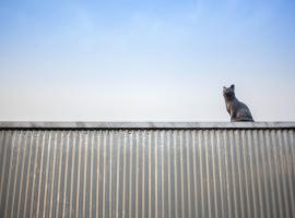 Cat on a Hot Tin Roof，位于襄阳郡河趟台海水浴场附近的酒店