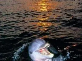 Aspra al delfino blu