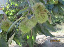 B & B ALBERGO VECCHIO MULINO，位于Falera的酒店