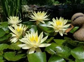 崔克里沃特斯度假山林小屋
