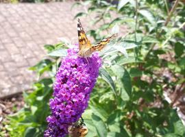 Ferienwohnung Emma，位于孔茨的酒店