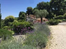 Olivella