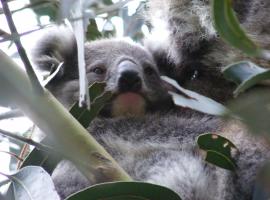 Mountain Rivers Tourist Park - Rawson，位于Rawson的酒店