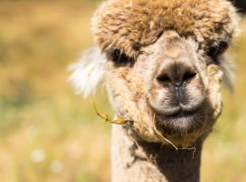 Alpacas Off Grid - Eco Cabin，位于塔卡卡的公寓