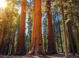 The Sequoia Hut!